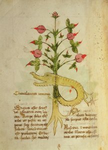 Ms 1591 Fol.6v Herba Chavalaritas Romana, finales del siglo XV (vitela)