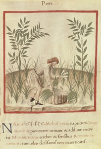 Ms 3054 f.22 Cosechando puerros, de "Tacuinum Sanitatis" (vitela)