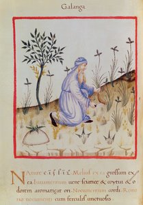 Ms 3054 f.22 Cosechando galanga, de "Tacuinum Sanitatis" (vitela)