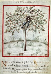 Ms 3054 f.25 Recogiendo cerezas, de "Tacuinum Sanitatis" (vitela) de Italian School