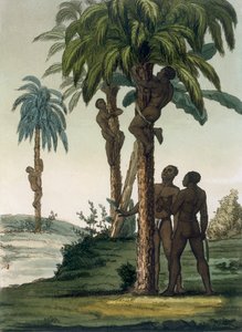 Nativos trepando palmeras usando eslingas alrededor de sus caderas, 1820s-30s de Italian School
