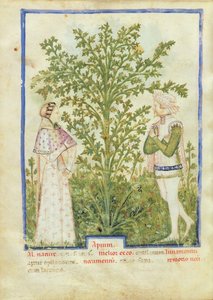 Apio, del Tacuinum Sanitatis, c.1390-1400 de Italian School