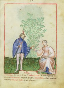 Rosas, del Tacuinum Sanitatis, c.1390-1400 de Italian School