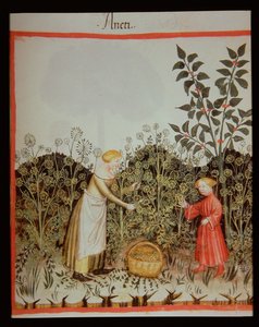 Nova 2644 f.32r Recolectando Eneldo, Tacuinum Sanitatis Codex Vindobonensis de Italian School