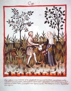 Nova 2644 fol.25v Cosecha de cebollas, del Tacuinum Sanitatis Codex Vindobonensis de Italian School