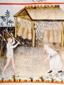 Nova 2644 fol.44r Trillando cebada, de Tacuinum Sanitatis de Italian School
