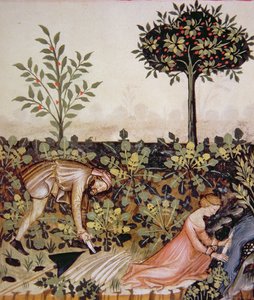 Nova 2644 fol.52r Cosechando rábano picante, del Tacuinum Sanitatis Codex Vindobonensis