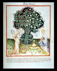 Agua de rosas, del Tacuinum Sanitatis Codex Vindobonensis
