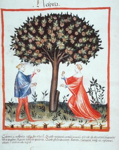 Nove 2644 fol.10v Recolección de nueces, del Tacuinum Sanitatis Codex Vindobonensis de Italian School