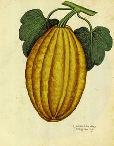 Calabaza oblonga por Ulisse Aldrovandi de Italian School
