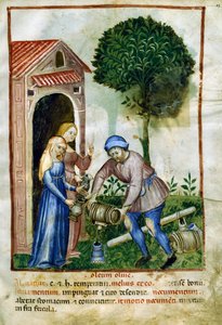 Aceite de oliva, miniatura de Tacuinum Sanitatis, edición en latín de Italian School