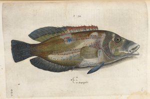 Loro (Nematistius pectoralis), ilustración de 