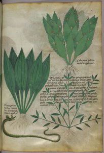 Plantas de hojas grandes y anchas. Una serpiente, c.1440 (tinta y color sobre vitela)