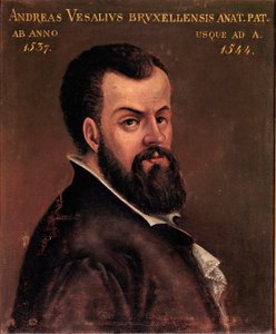 Retrato de André Vesale (Andreas Vesalius) (1514-1564), anatomista y médico de Carlos V. Pintura anónima de la escuela italiana. Siglo XVI Padua, Universidad