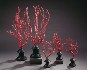 Conjunto de modelos de dibujo de madera imitando coral, de la Universidad de Florencia