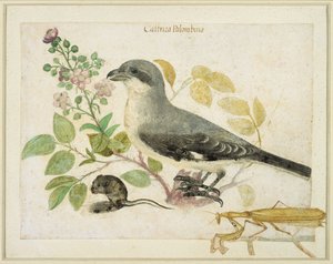 Alcaudón y una mantis religiosa (para el Museo de Papel de Cassiano dal Pozzo) de Italian School