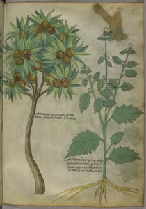Sloane 4016 f.36 "Tractatus de Herbis", c.1440 (vitela)