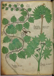 Sloane 4016 f.3v Ilustración botánica, c.1440 (vitela)
