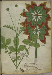 Sloane 4016 f.40 Plantas, de "Herbal", c.1440 (tinta y color sobre vitela) de Italian School