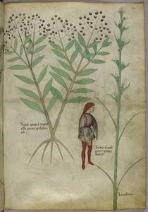 Sloane 4016 f.54 Hombre orinando en una vasija, de "Tractatus de Herbis", c.1440 (vitela)