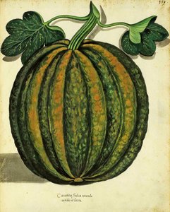 Calabaza por Ulisse Aldrovandi (1522 – 1605) placa publicada en Piante Fiori Frutti