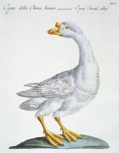 Cisne, c.1767-76 de Italian School