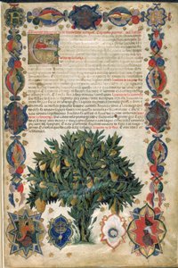 Página de texto con bordes ornamentales, ilustración de la "Hierba de Carrara", Padua, c.1400 (pluma y tinta con oro sobre papel)