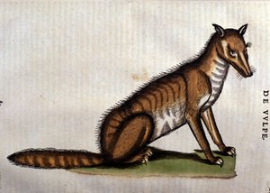 El Zorro, ilustración de lHistoria Aminalium de Conrad Gesner, 1560 de Italian School