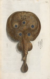 Pez torpedo, ilustración de 