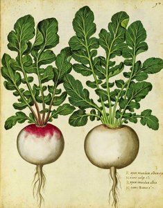 Nabo por Ulisse Aldrovandi