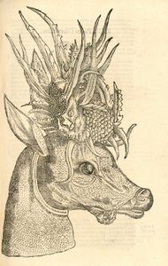 Ilustración de Capreolus Polyceros de Historia de Monstruos de Aldrovandi, 1642 de Italian School
