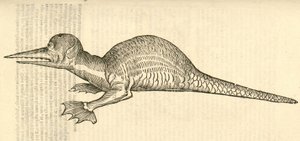 Ilustración de Draco marinus monophthalmos bipes de Historia de Monstruos de Aldrovandi, 1642 de Italian School