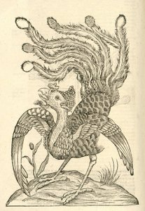 Ilustración de Gallus Indicus auritus tridactylus de Historia de Monstruos de Aldrovandi, 1642 de Italian School