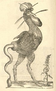 Ilustración de Gallus monstrosus de Historia de Monstruos de Aldrovandi, 1642 de Italian School