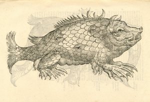 Ilustración de Monstrosus Sur marinus de Historia de Monstruos de Aldrovandi, 1642
