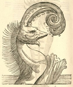 Ilustración de Pseudophyseter de Historia de Monstruos de Aldrovandi, 1642 de Italian School
