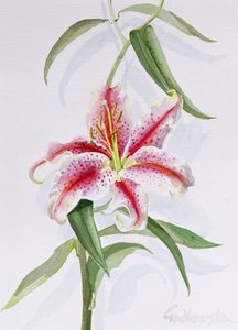 Lirio de Izabella Godlewska de Aranda