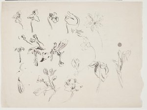 Bocetos de flores de J.A. Jerichau
