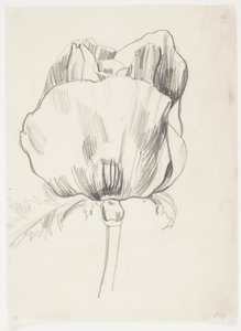 Amapola