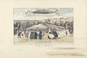Cachalote varado en Egmond aan Zee, 1764 Justo al norte de Egmond op Zee, un Cagelot o Potwhale. varado vivo el 15 de febrero de 1764. (título sobre el objeto) de J.A. Visser