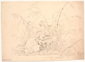 Estudio de plantas. Juncos y acederas de J.P. Møller