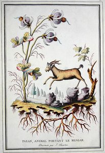 Un Pazan, cabra montés salvaje que lleva en su estómago un bezoar de J. (after) Charton