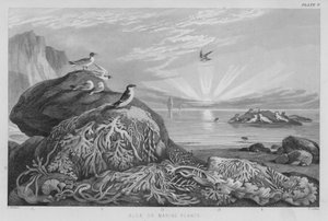 Algas o Plantas Marinas de J. (after) Stewart