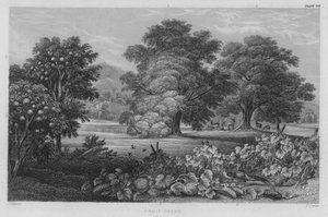 Árboles frutales de J. (after) Stewart