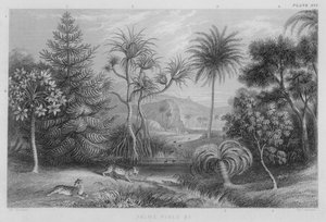 Palmas, Pinos etc de J. (after) Stewart