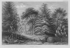 Pinos