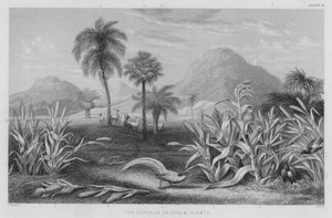 Las cereales o plantas de grano de J. (after) Stewart