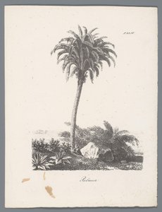 palmera Palmier (título sobre objeto) Estudios de árboles (título de la serie) Etudes d