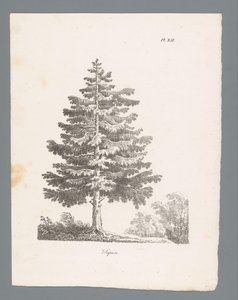 abeto blanco Sapin (título sobre el objeto) Estudios de árboles (título de la serie) Etudes d