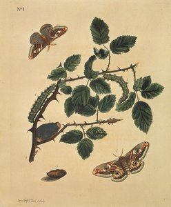 Mariposas, orugas y plantas: Lámina 1, por J.Dutfield de J. Dutfield